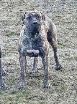 DIAMAN PERRO LOCO DE HIERRO