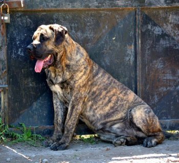 VARGA'S EL GUARDIAN FIEL BELLAFOR