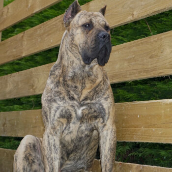 APOLLO