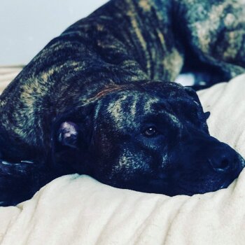 ZEUS DE FOREST CITY PRESA