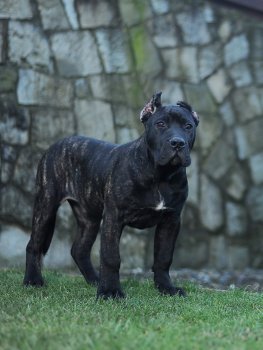 GRANT SABURO KENNEL