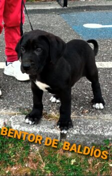 BENTOR DE BALDIO'S