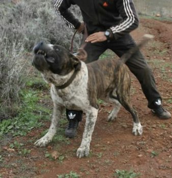 ROKE DE MATANZA
