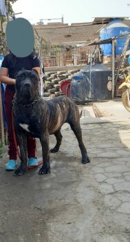 MELEK DE RANCHO DEL PRESA