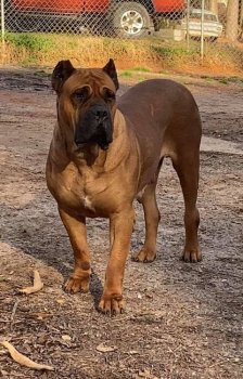 LASSIE DE ER TRIUNFO DEL PRESA