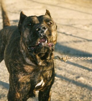ROKO