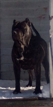 MERRITT'S PRESA