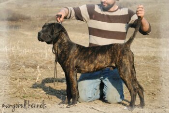 PRESA'S SPIRIT A-MARS