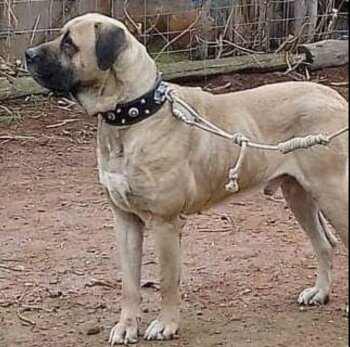 GOLIAT DE PERRO BASTO