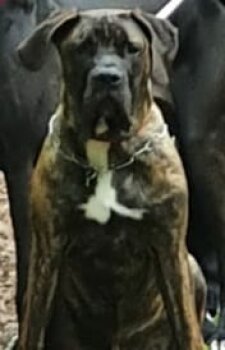 SANDRO OF BAVARIAN PRESA ”GüNTHER &QUOT;