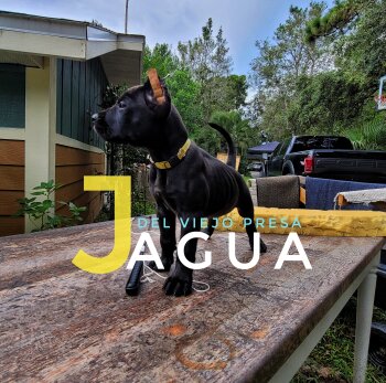 JAGUA DEL VIEJO PRESA