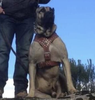 TORBO DE KING ZULU