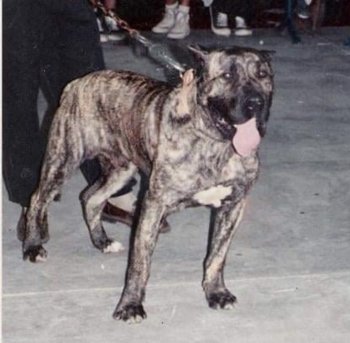 MORO (DE MUJICA)