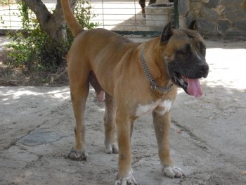CLAY DEL ALTET