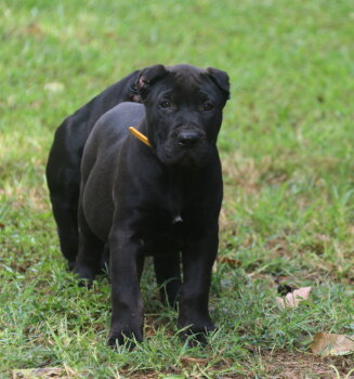 ARTEMIS DE CABEZA GRANDE