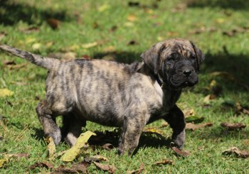 COOPER DE CABEZA GRANDE