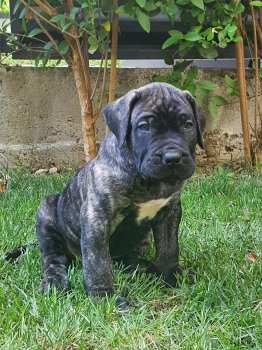 ESCOBAR BAD DOGZ CANARIO