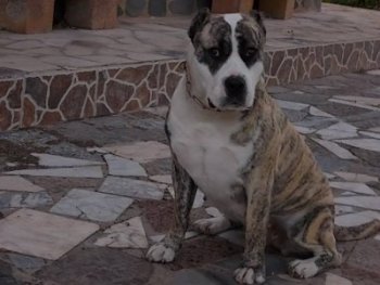 ELA DEL ALTET