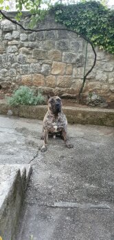 DUKE BAD DOGZ CANARIO