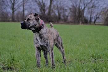 BERETTA GLADIATOR KENNEL