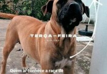 ARIEL MIGHTY BULL KENNEL
