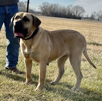 MID AMERICA K9 ALASSA