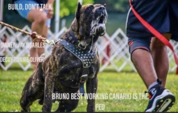 CURTO BEST WORKING CANARIO