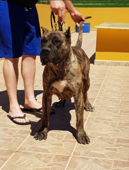 TUFIA DE CIELO DE CANARIAS
