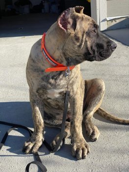 LUKA FROM PRESA GLADIATOR KENNEL