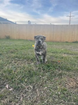 KKP CAINE