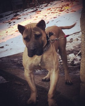 REX DOG PUR