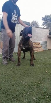 SIMBA DE HORNOS DE CAL