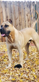 ONLY THE FAMILY KENNELS EL CHENTE