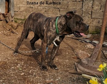 IZANA DE RADUCA