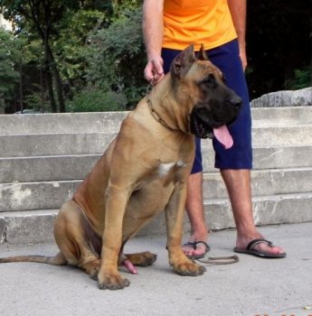 SAURON DE SPALATO BULL