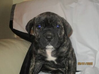 WEST MIDS CONGO