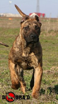 LUNA DEL DOBRA'D KENNEL