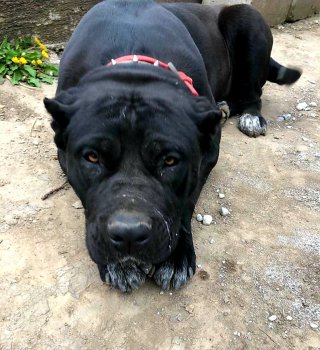 HESTIA OF SEVEN SHARKY DINASTY KENNEL