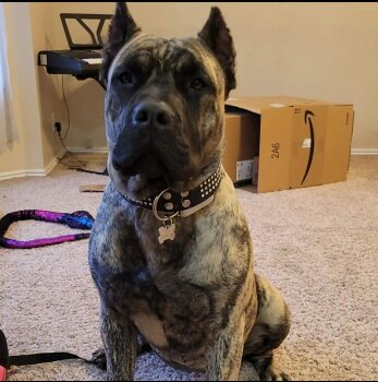 INTEGRITY'S LOLA