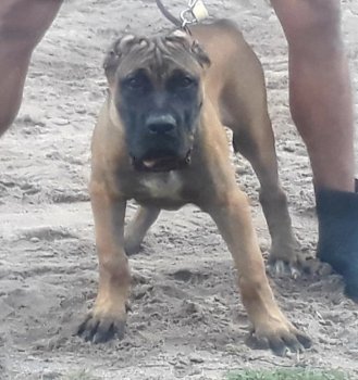 THUNDER DE SANTA MORTE