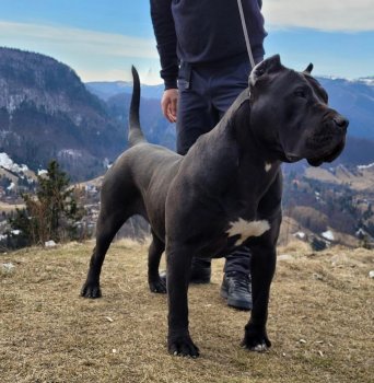 J'INNA SABURO KENNEL