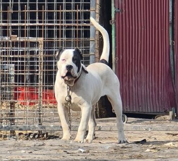 PIRATE JR ERNESTO BULL
