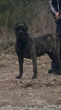 BALKAN