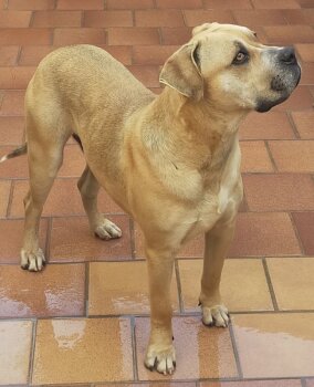ERAGON DE KING ZULU