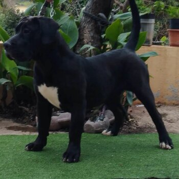 BADANA DE CRISDOCO