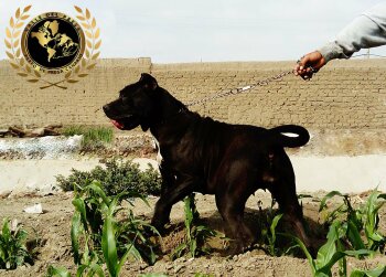 NEGRA DE PCRP KENNEL