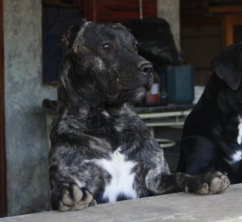 JACARE DE PEYRE KENNELS