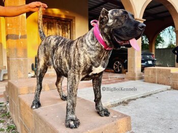 SHEILA DE BIG BOI KENNELS