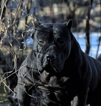 G-BRUJA PRESA HOME GUARD