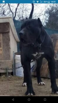 S-UKE DE PRESA DEL DRACULA